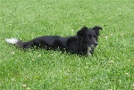 Tess